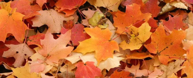Autumnal Gratitude