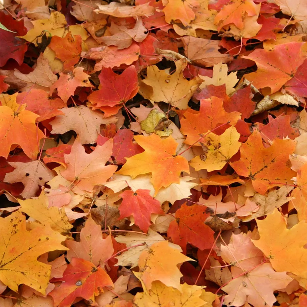 Autumnal Gratitude